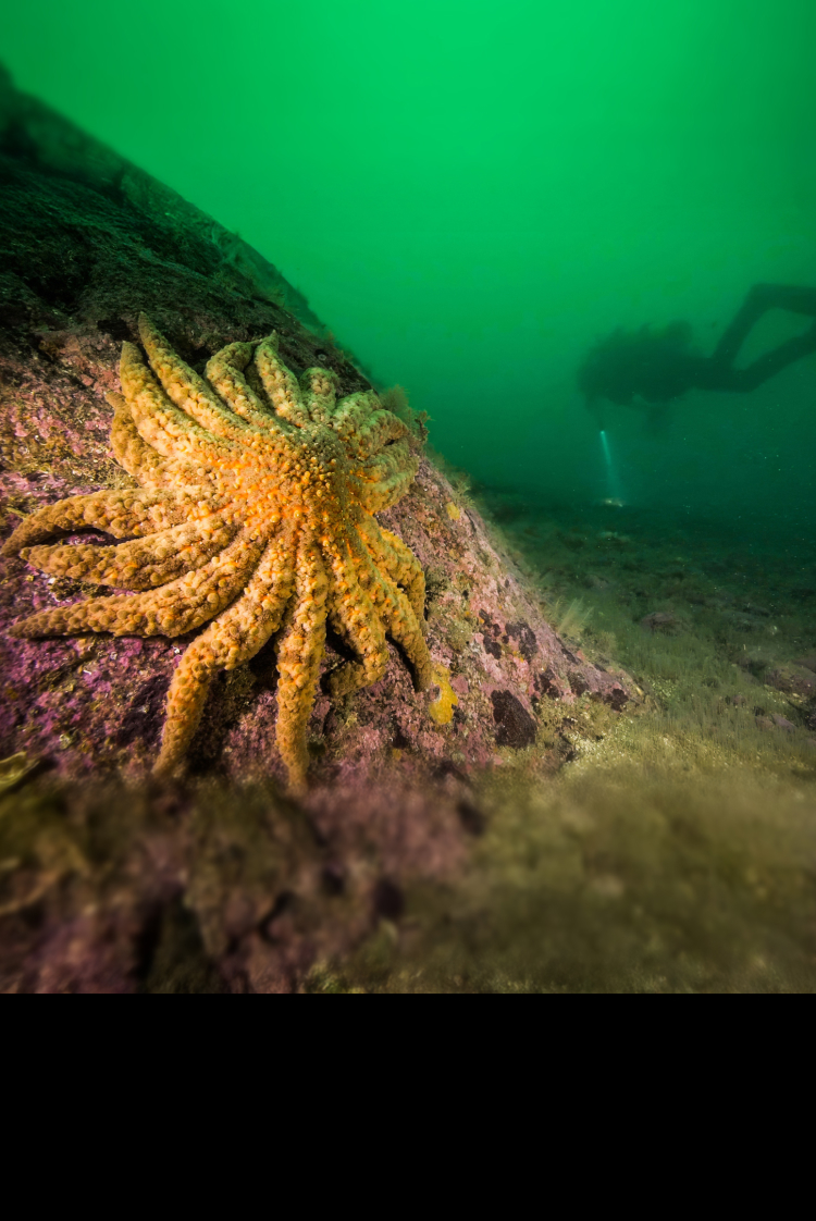 כוכבי הים הנמסים של האוקיינוס השקט