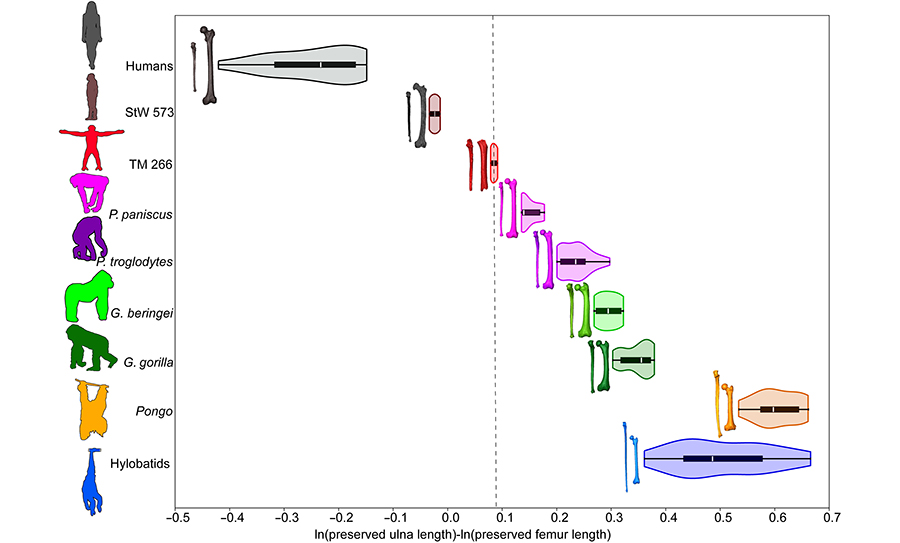 היחס בין אורך עצם הגומד לאורך עצם הירך. הקו המקווקו מראה שסהלאנתרופוס נמצא בין בונובו לבין הומינין מוקדם, כלומר פרופורציות גפיים בין קוף לאדם | מתוך Williams et al., 2026