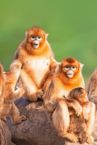 הצד החברתי של התנהגות חד-מינית
