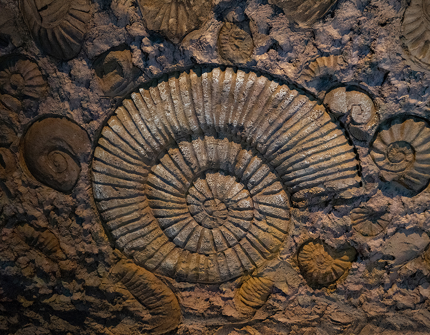 קונכיות ספירליות מרהיבות, שקוטרן נע בין סנטימטרים בודדים למטר וחצי. מאובן אמוניט | Paddy_0907, Shutterstock