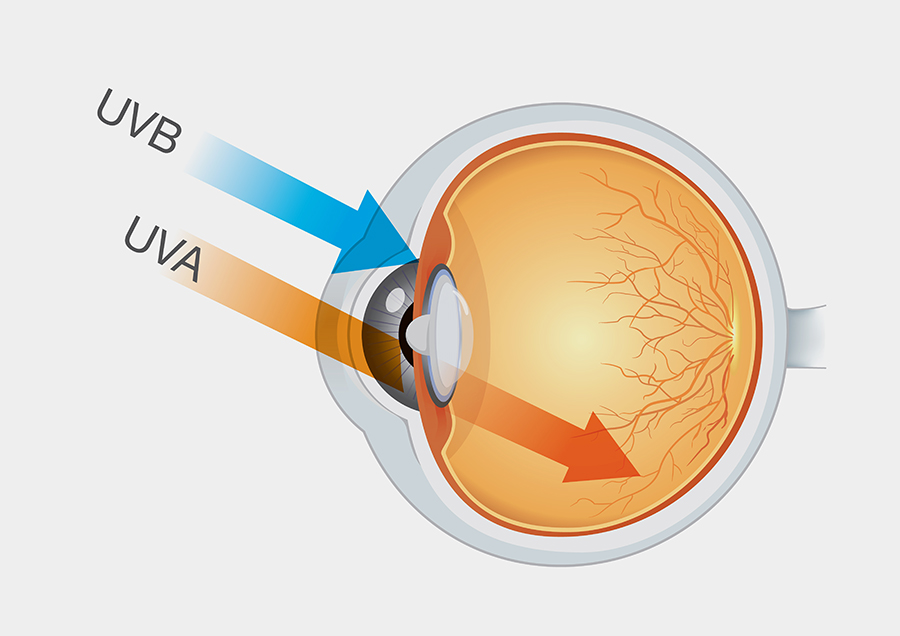את הקרינה העל-סגולה נהוג לחלק לשלושה טווחים: A, B ו-C. קרינה על-סגולה מטווח A ו-B חודרת לעין | solar22, Shutterstock