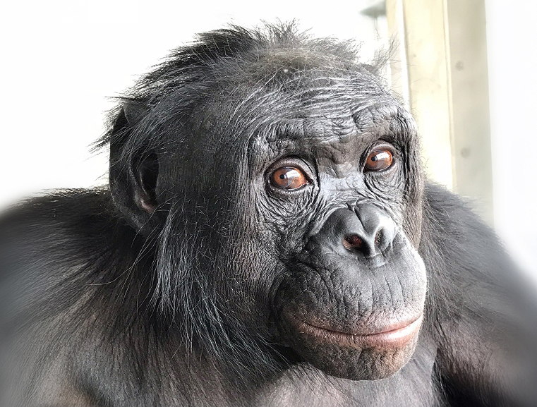 מחקר מראה שהבונובו, קרובי משפחתינו הקרובים ביותר יחד עם השימפנזה, חולקים איתנו לפחות חלק מהיכולת לדמיין. קנזי. צילום: Ape Initiative