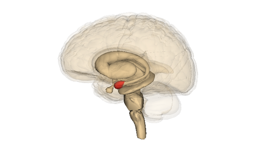 פעילות האמיגדלה, המסומנת באדום, קשורה בין היתר בתחושת פחד | מקור:Anatomography, Wikimedia