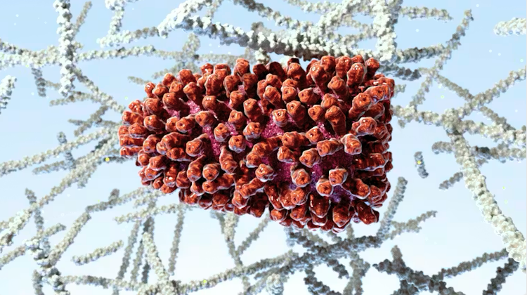 במהלך 2025 דווחו בארץ 102 מקרי כלבת בבעלי חיים, וזהו מספר שיא חריג מאוד יחסית לכל שנה קודמת. איור של נגיף כלבת | Nanoclustering / Science Photo Library