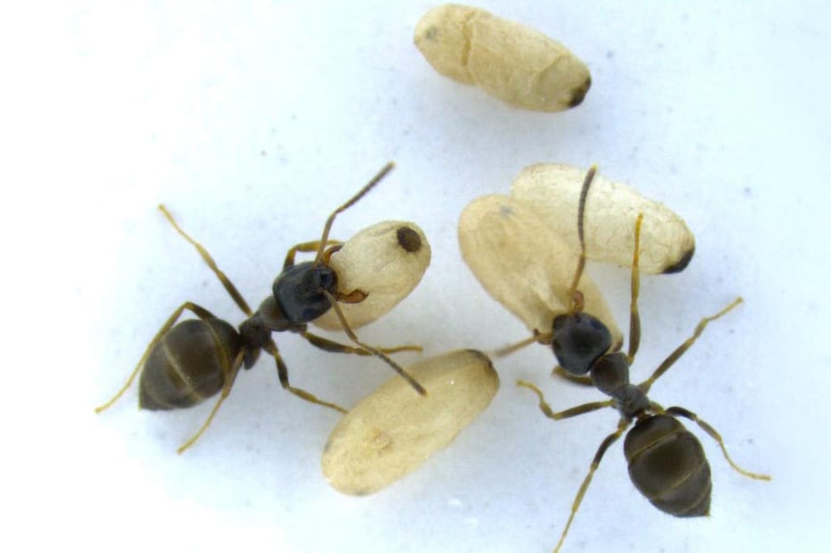 Worker-Ants-and-Their-Pupae: רק גלמים חולים שהיו בקרבת פועלות הפיצו אותות כימיים שמעידים על המחלה. נמלים מטפלות בגלמים | © ISTA