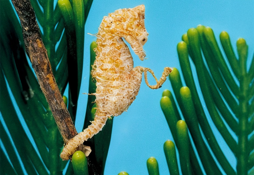 סוסוני ים, בהם הזכרים נושאים את הביצים בתוך גופם, הם הדוגמה המוכרת ביותר לטיפול הורי ייחודי, אך בטבע ישנם מגוון דרכים לטפל בצאצאים. בתמונה סוסון ים קצר חוטם | מקור: PAUL ZAHL, Science Photo Library