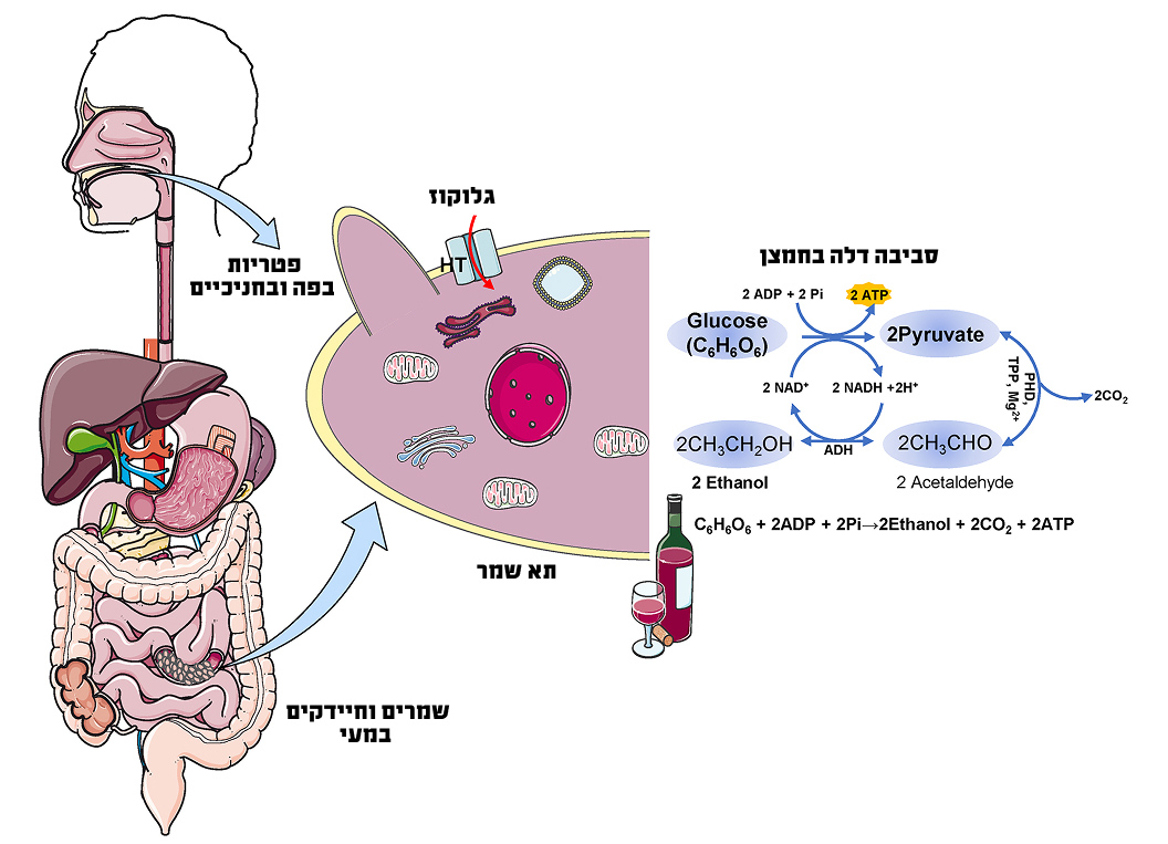 יצורים חד-תאיים כמו חיידקים מסוימים או שמרים מפיקים אנרגיה מסוכרים בסביבה דלת חמצן; תוצר הלוואי של התהליך הזה הוא אתנול. תהליך התסיסה | מתוך Dinis-Oliveira, Journal of Clinical Medicine, 2021