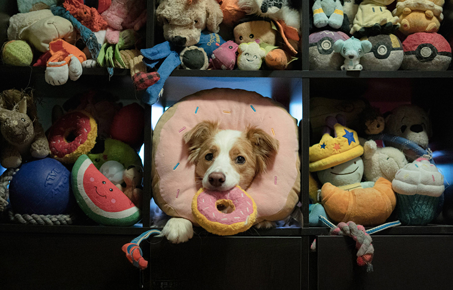 בריין, בורדר קולי שמזהה השמות של כ-100 צעצועים שונים | מקור: Helen Morgan