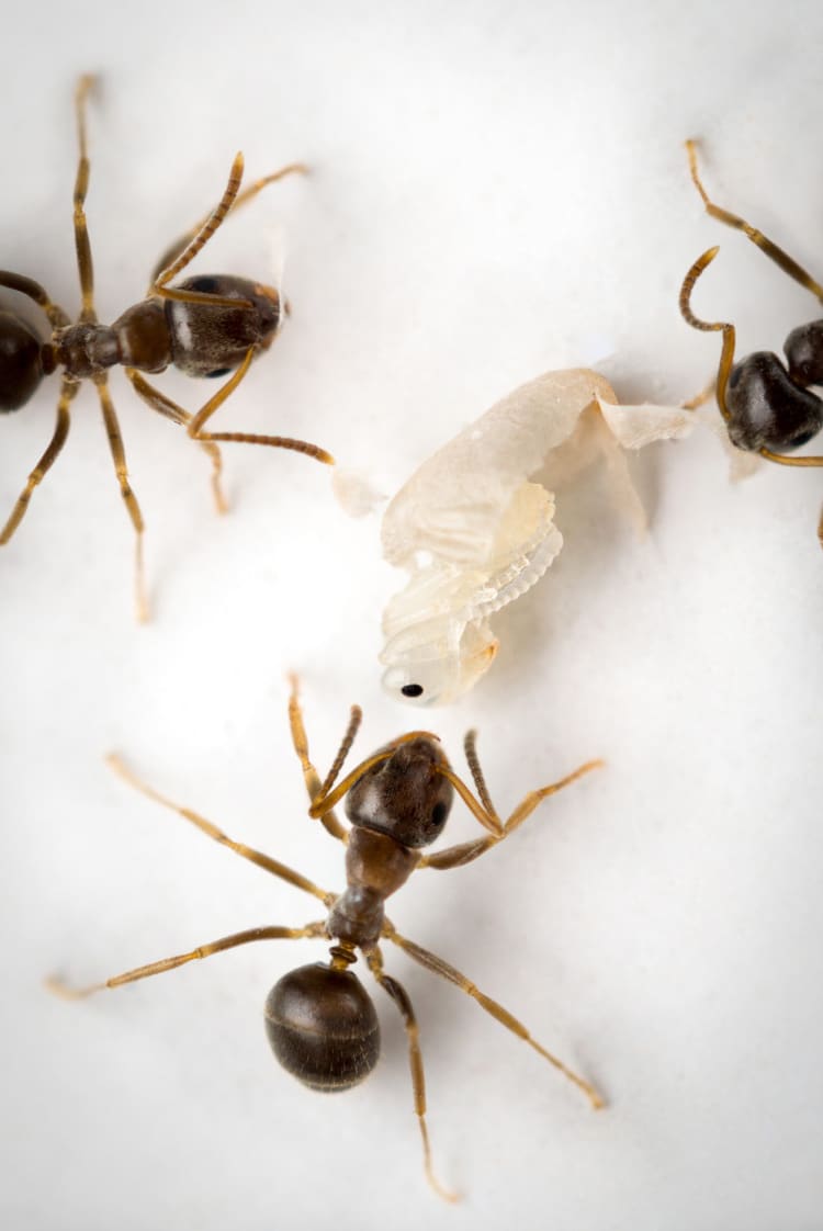 למות למען הזולת עוד לפני שהגעת לבגרות