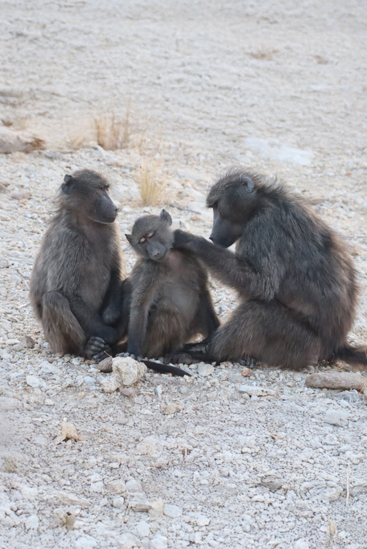 יש לי אח קטן, גרסת הקוף