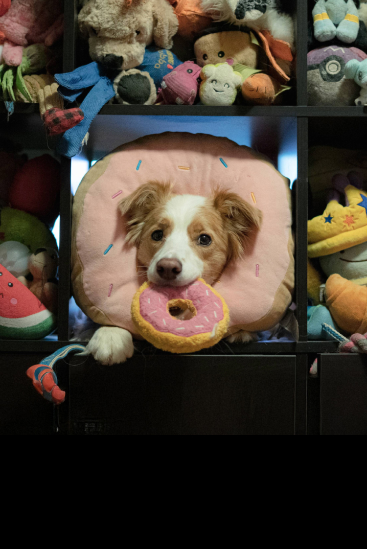 רוצים לדעת מניין הכלבית שלי?