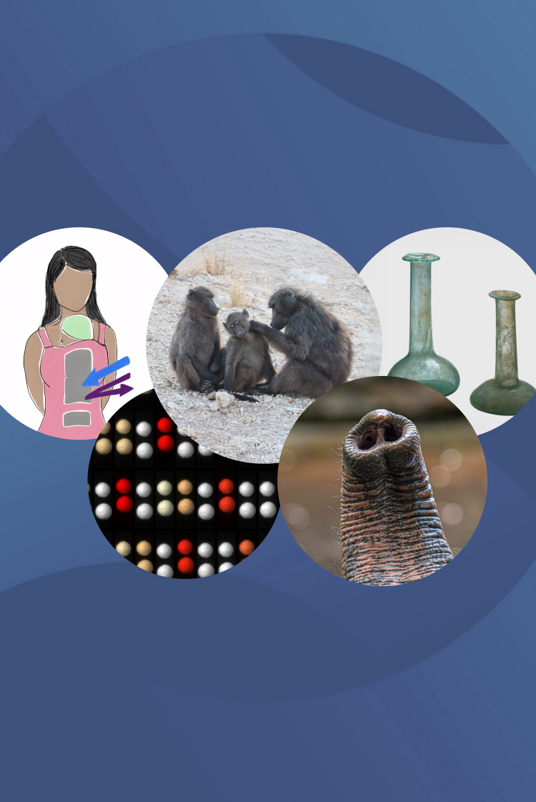 המחקרים החדשים ביותר: מהנשמדע 26/2/2026