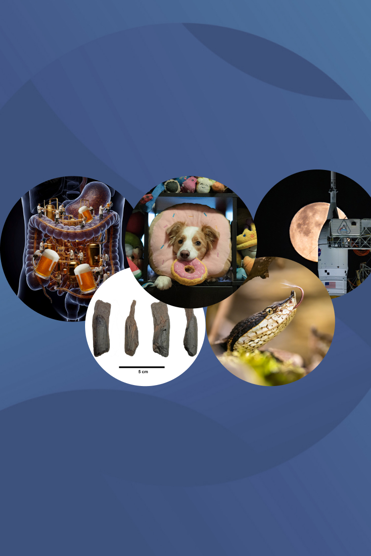 כותרת: המחקרים החדשים ביותר: מהנשמדע 6/2/2026