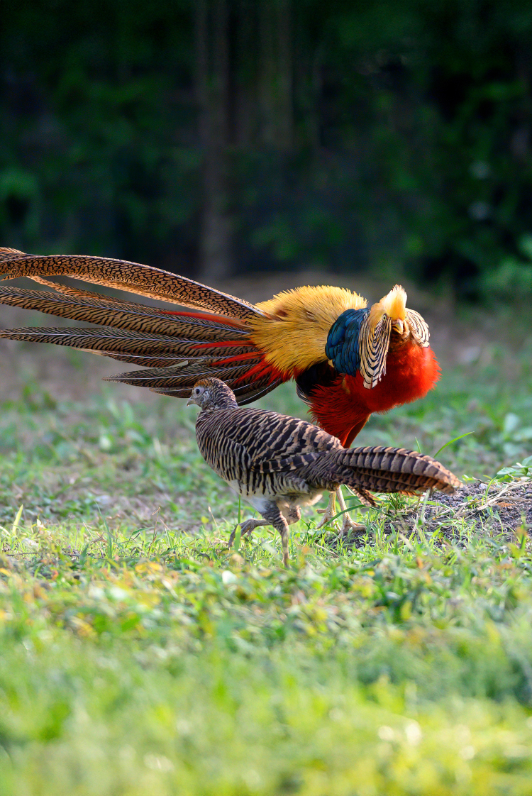 האהבה מעוורת