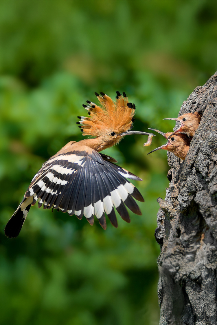 מי צריך הורים? האבולוציה של טיפול בצאצאים