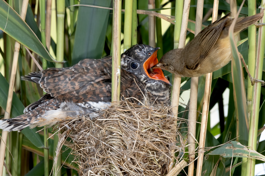 "האחות בטיפת חלב באמת אמרה שהוא באחוזון ה-99 במשקל, אבל אני רק התגאתי שהגוזל שלי אוכל כל כך יפה". קנית קטנה (ותמימה) מאכילה גוזל קוקיה מתחזה | מקור: Julie Yates, Shutterstock :