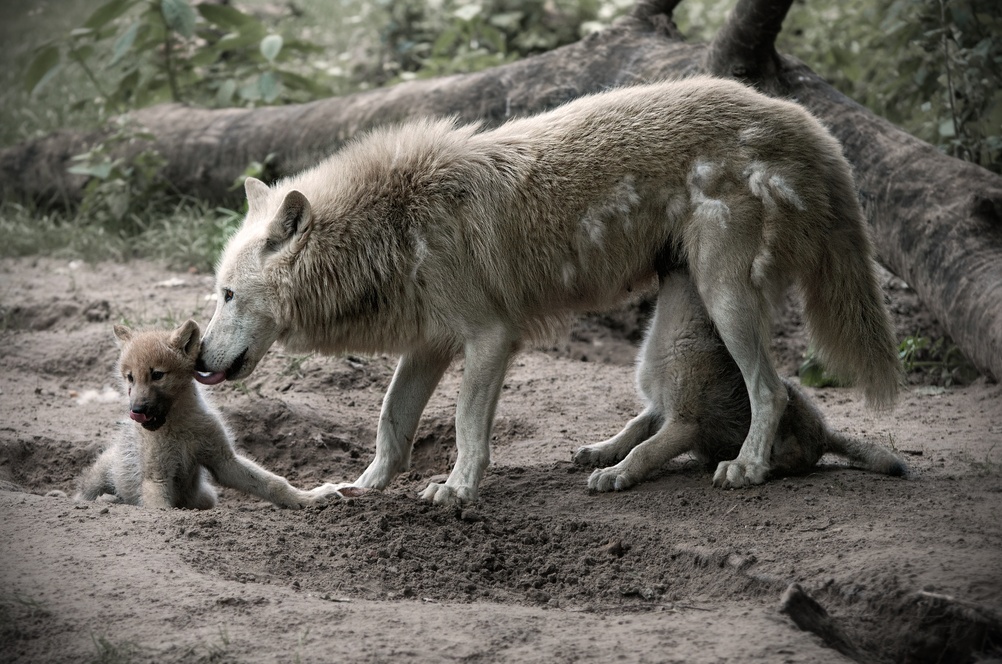 בוקר טוב חמודי, תסיים לינוק ונצא לצוד ארנבות יחד. זאבה אפורה מאכילה ומלקקת את שני גוריה | מקור: RamsesB, Shutterstock