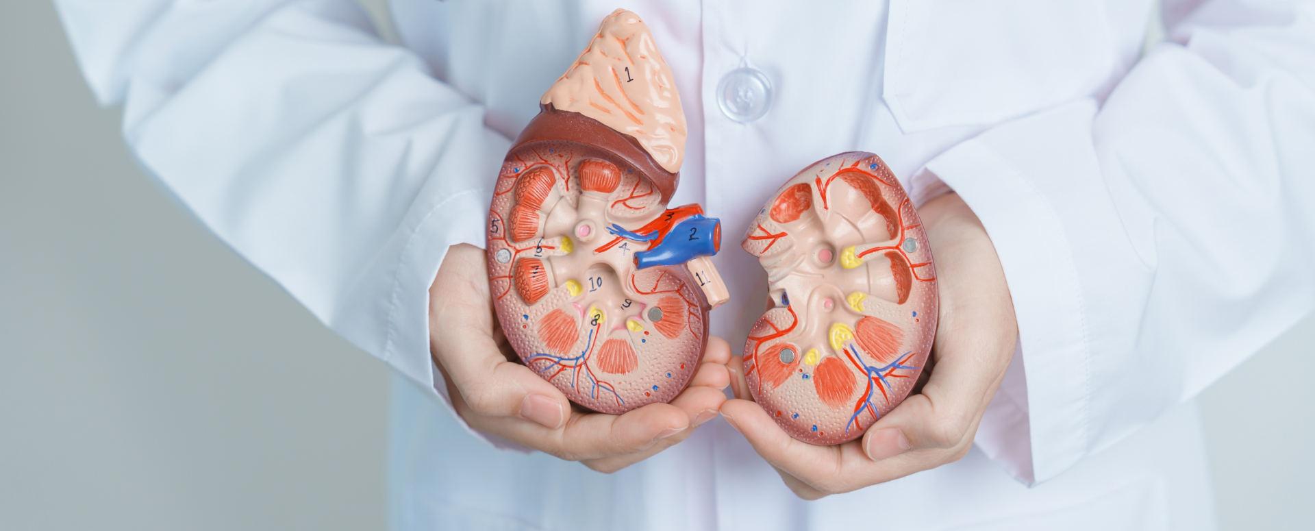 רופא מחזיק דגם של כליות | Shutterstock, Jo Panuwat D
