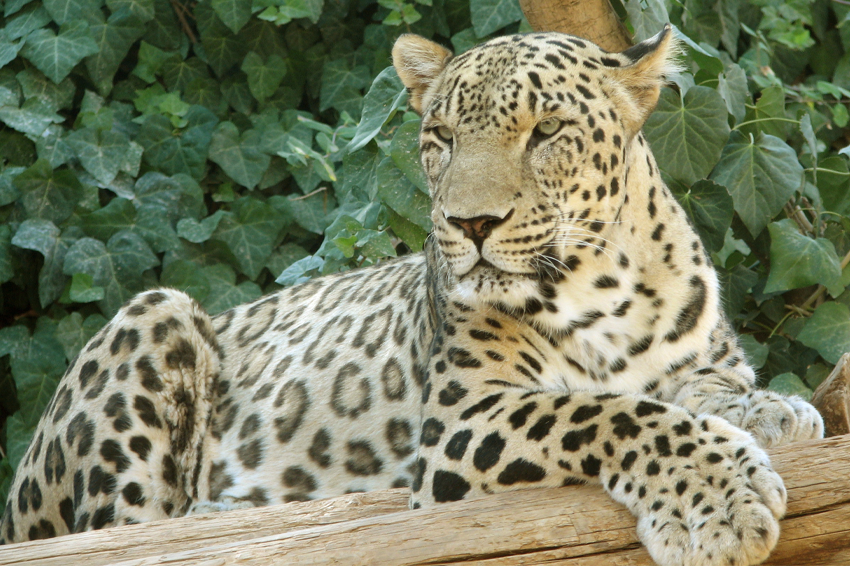 הגדול ביותר מבין שמונת תתי המינים של הנמר. נמר פרסי | ויקימדיה, Tamar Assaf