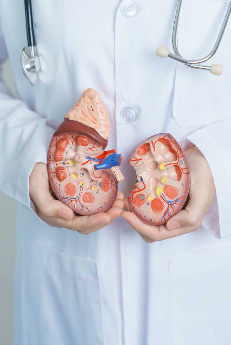 החיים שבתוך האבן