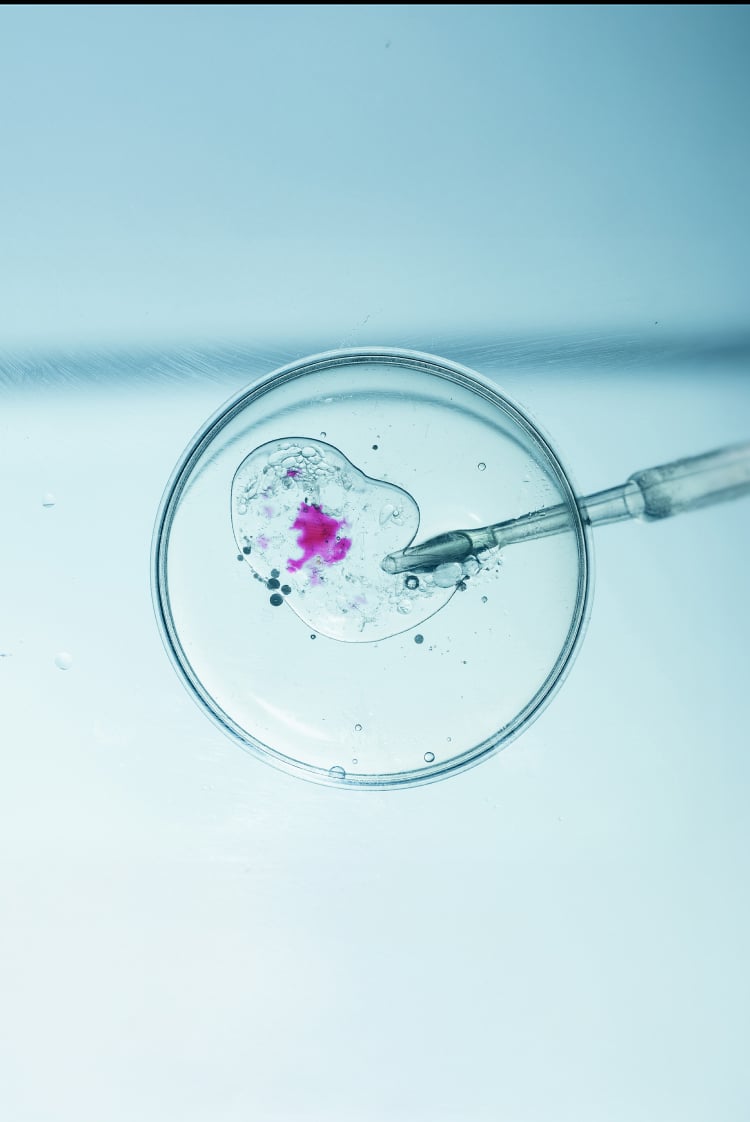 המסע בזמן של הביציות