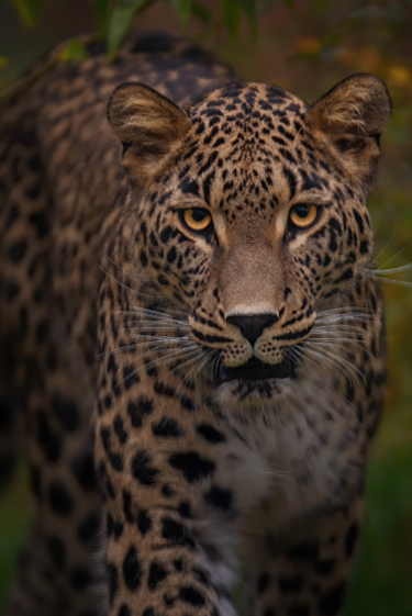 הטבע האיראני: קרוב-רחוק