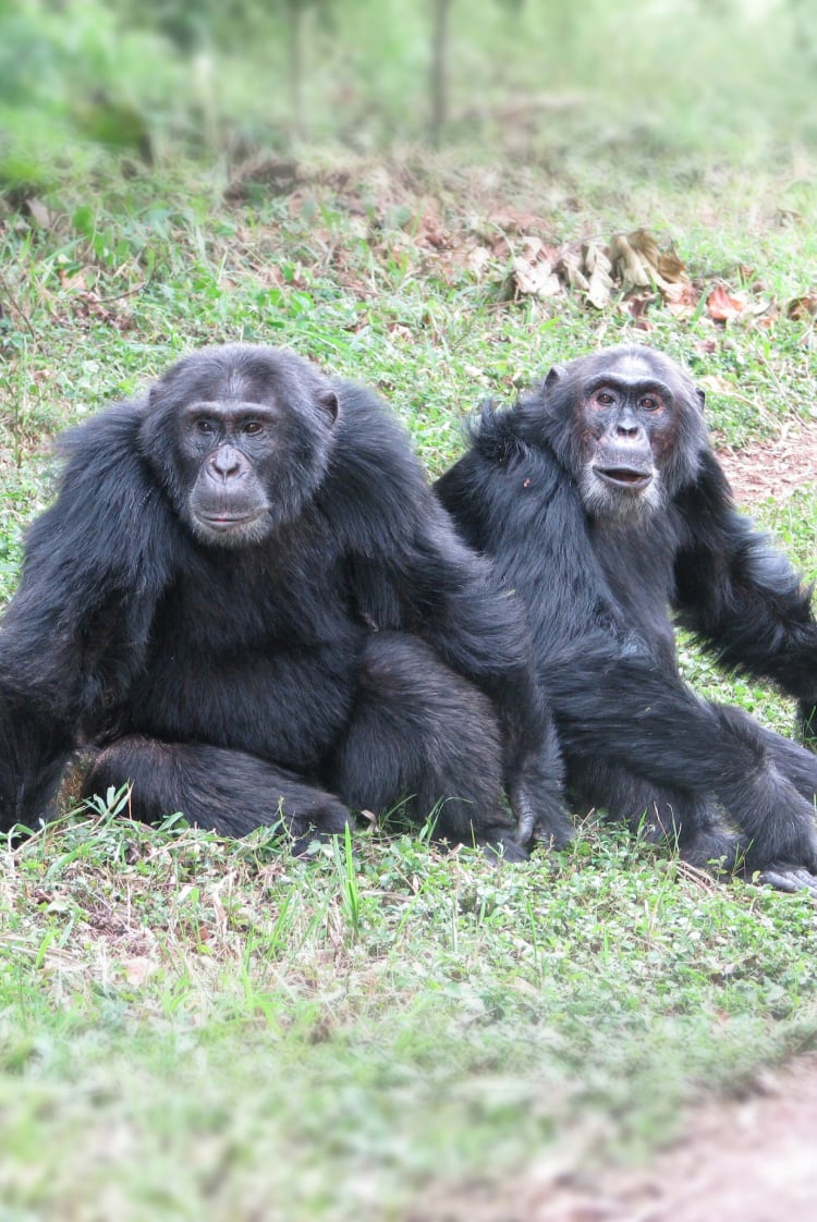“מלחמת האזרחים” של השימפנזים