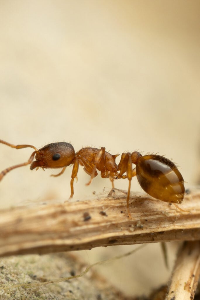 נמלת בלוט מהמין Temnothorax nylanderi | צילום: Eidiu, CC BY-NC 4.0, iNaturalist