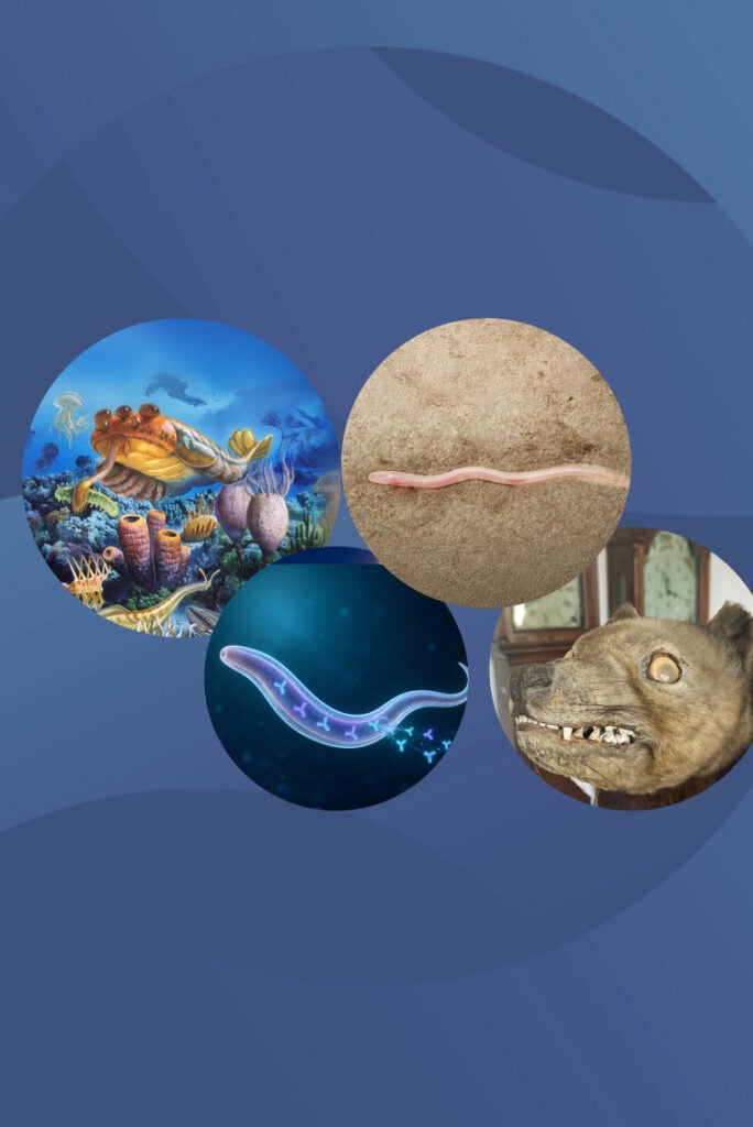 המחקרים החדשים ביותר: מהנשמדע 18/09/2026