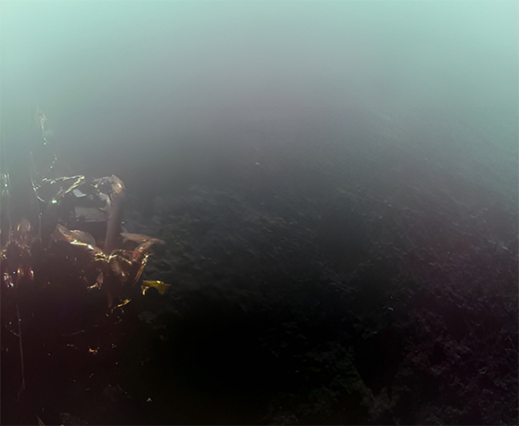 נחיתה רכה מושלמת ראשונה של חללית פרטית על הירח. צילום הסלפי הראשון של הנחתת Blue Ghost מפני הירח | מקור: Firefly