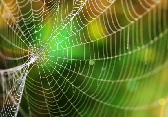 מה שטוב לעכבישים טוב לחדר האמבטיה. קורי עכביש | צילום: Shutterstock