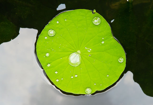 עלה לוטוס מדגים דחיית מים מהי | צילום: Shutterstock