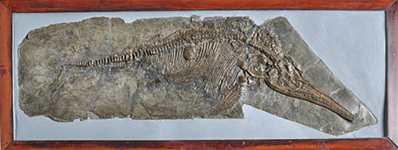 אחד מהאיכתיוזאורים שמצאה אנינג | Natural History Museum, London, Science Photo Library