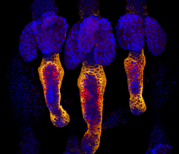 חשובים בריפוי פצעים, מניעת התקרחות ואפילו טיפול בסרטן. תאי גזע בזקיק השערה (צבועים באדום ובכתום) | צילום: ירון פוקס, הטכניון