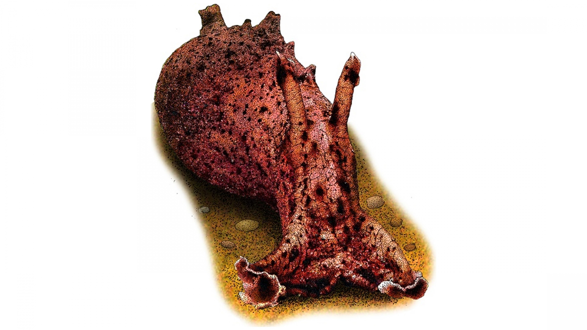 חילזון "ארנבת הים" ששימש במחקר המסקרן | מקור:  ROGER HALL / SCIENCE SOURCE / SCIENCE PHOTO LIBRARY