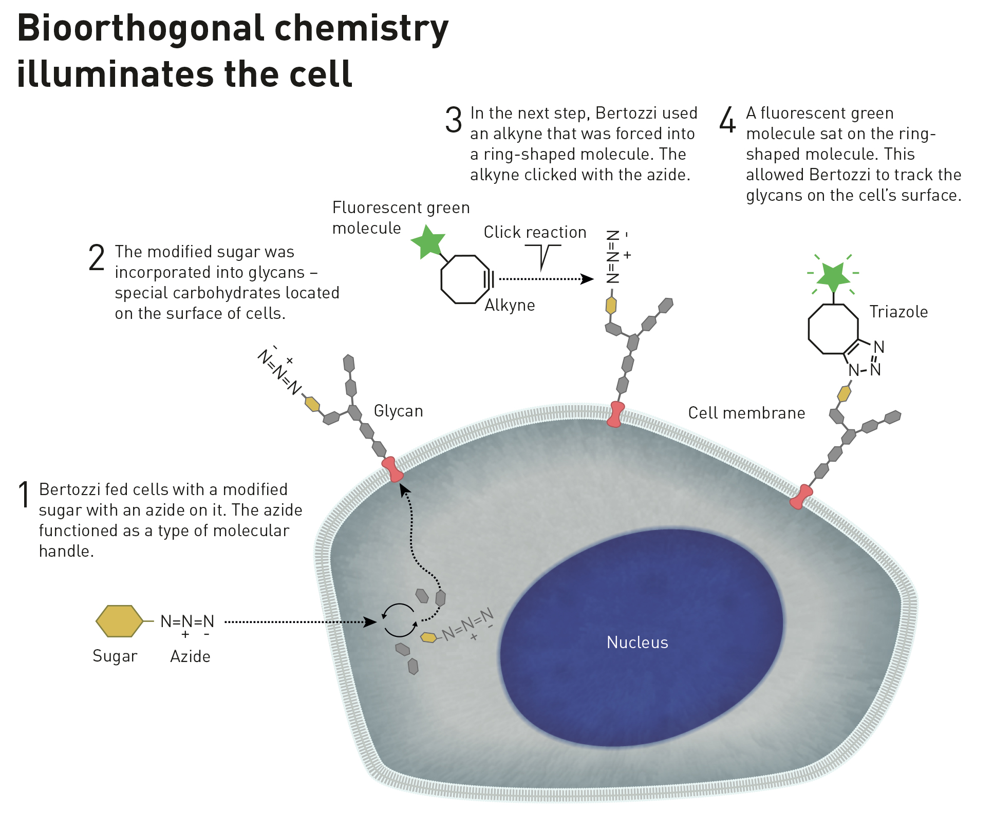 Bioorthogonal chemistry
