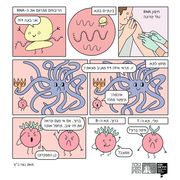 איך עובד חיסון ה-mRNA? איירה: נעה כ"ץ