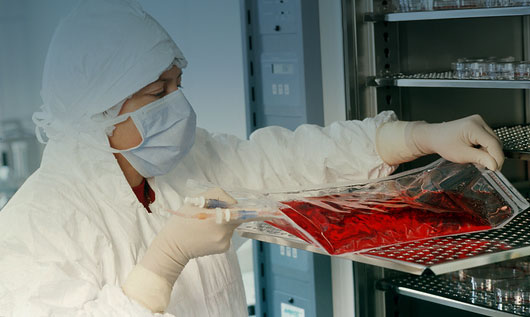 פוטנציאל רב בטיפול בסרטן הדם. תרבית של תאי גזע ממח העצם מוכנים להזרקה | צילום: Science Photo Library