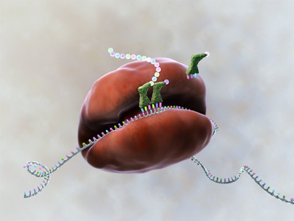 רצף ה-mRNA, שנראה כשרשרת בתוך החריץ, קובע איזו חומצת אמינו תתווסף לשרשרת. ה-tRNA (בירוק) מחבר בין ה-mRNA לחומצת האמינו המתאימה | Gunilla Elam, Science Photo Library