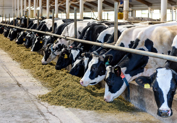 80 אחוז מהאנטיביוטיקה שנמכרת בארצות הברית מיועדת לשימוש מונע בחיות משק. פרות ברפת | צילום: Shutterstock
