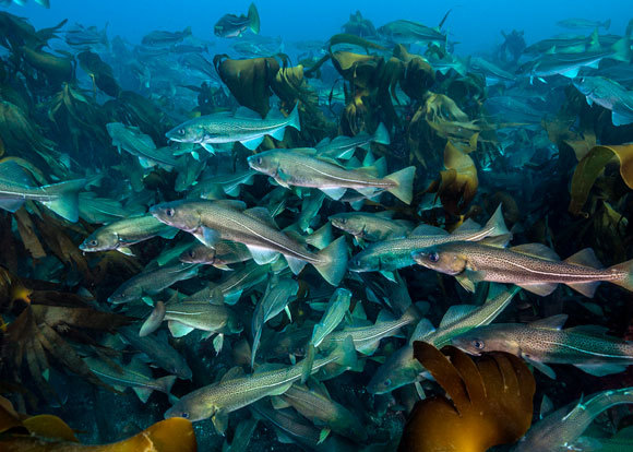 להקת דגי בקלה ביער קלפ לחופי איסלנד| Alex Mustard / Nature Picture Library, SPL