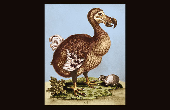 מהו הקצב ה"טבעי" שבו סיפורים נעלמים? דודו, עוף נכחד | איור: ג'ורג' הולטון, Science Photo Library