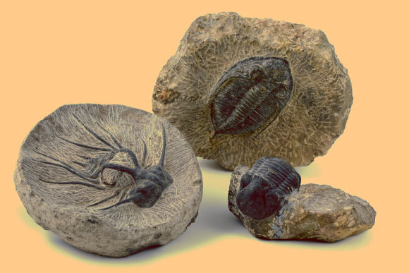 שלושה מאובני טרילוביטים – היצורים המזוהים ביותר עם הקמבריון | צילום: lcrms, שאטרסטוק