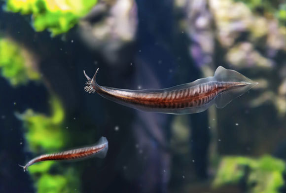 האב הקדמון (נכון לעכשיו) של בעלי החוליות – כולל האדם | הדמיה: JOSE ANTONIO PEÑAS / SCIENCE PHOTO LIBRARY