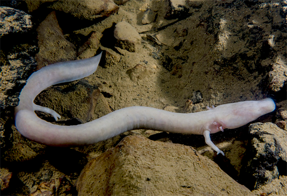 פרוטיאוס מצוי | Dante Fenolio, Science Photo Library