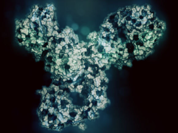 מולקולת Pembrolizumab המוכרת בשם המסחרי Keytruda | הדמיה: StudioMolekuul, Shutterstock