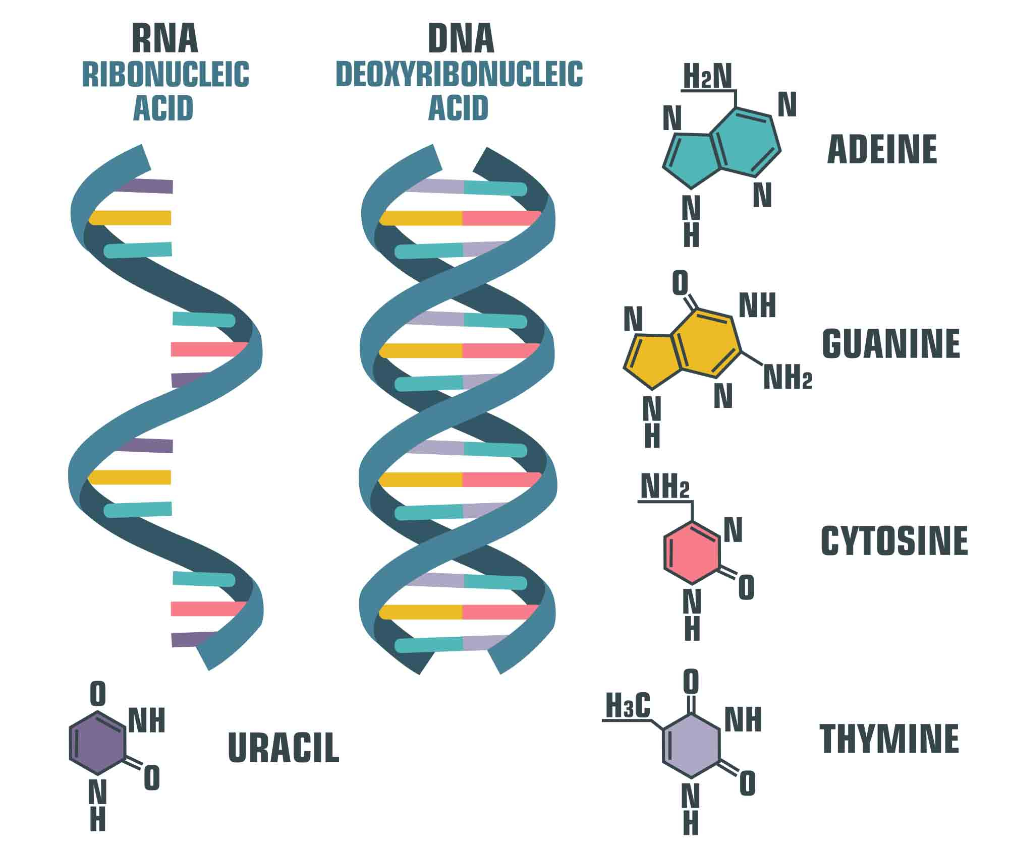 DNA vs. RNA | Image: ShadeDesign, Shutterstock
