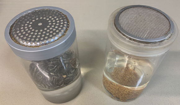 מיכלים עם זרעי חמניה (משמאל) ועם זרעי אלפלפה | צילום: רונן הר-נוף