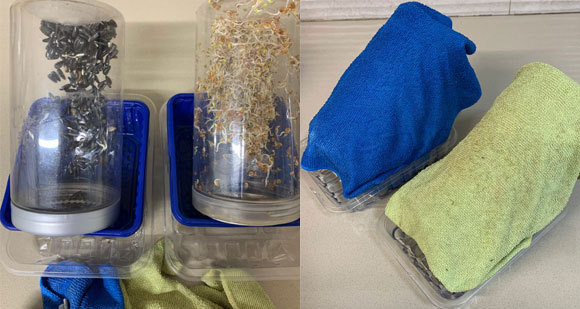 מוכנים לאכילה. נבטי חמניות טריים, מכוסים במגבת וחשופים | צילום: רונן הר-נוף