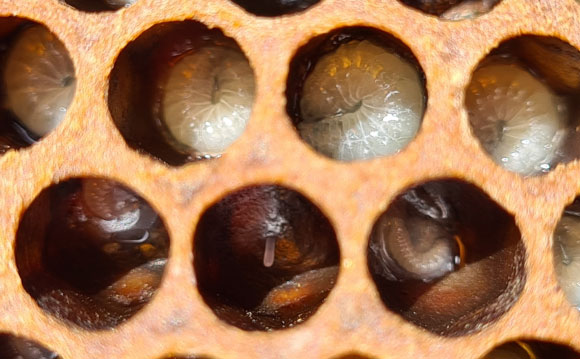 תאים משושים בחלה ובתוכם ביצים וזחלים | צילום: יאיר לופו, תמונות נוספות בקבוצת פייסבוק "עולם הדבורים"